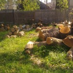 Mushroom Logs